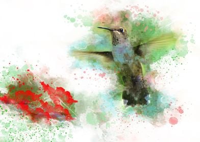 Hummingbird 