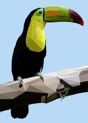 Toucan Parrot Lowpoly
