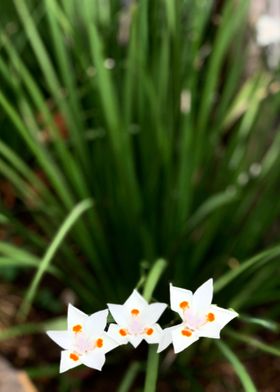 THREE SISTERS