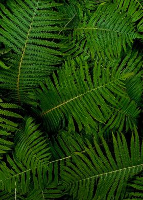 Fern leaves