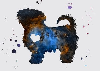 Maltese dog Nebula