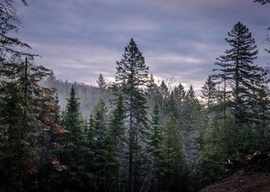 Canadian forest on sunrise