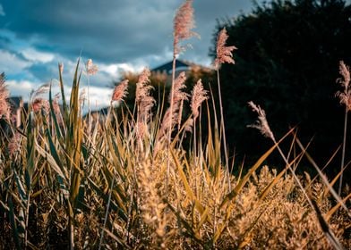 Wild grass during sunset