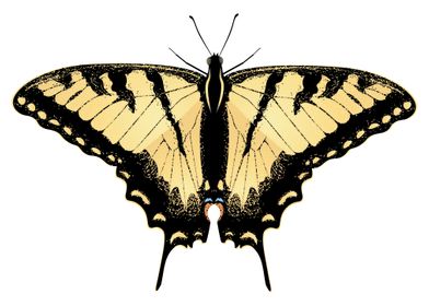 TigerSwallowtail Butterfly