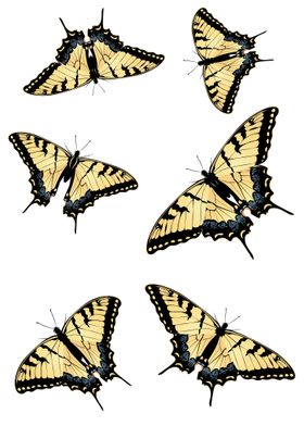 Tiger Swallowtail