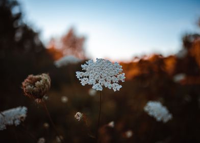 Queen Anne s Lace