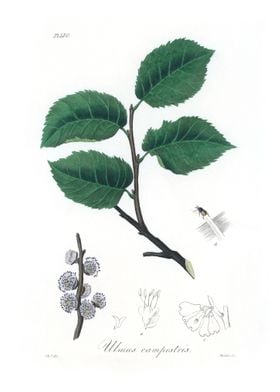 Ulmus campestris