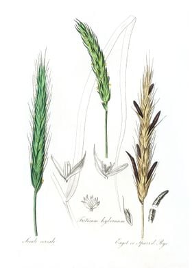 Rye illustration