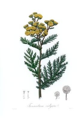 Tansy Tanacetum vulgare