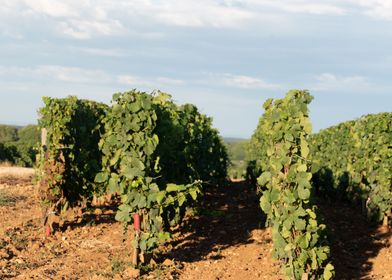 Chambolle musigny vineyard