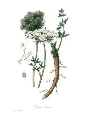 Wild carrot daucus carota