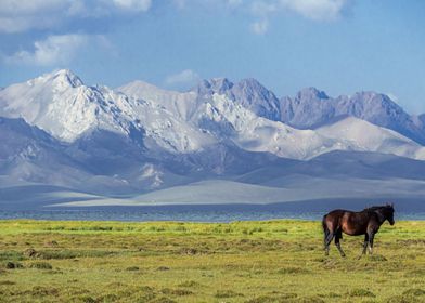 The horse and the mountain