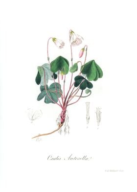 Wood sorrel  Oxalis 