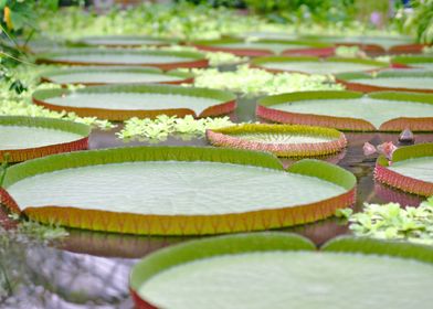 nenuphar in a lake