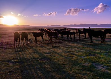 Horses standing on sunset