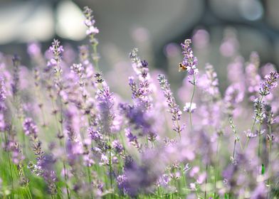 bee on lavander