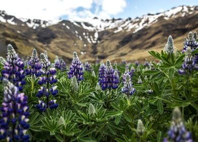 Lupin Valley