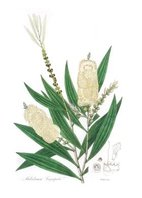 White samet Melaleuca 