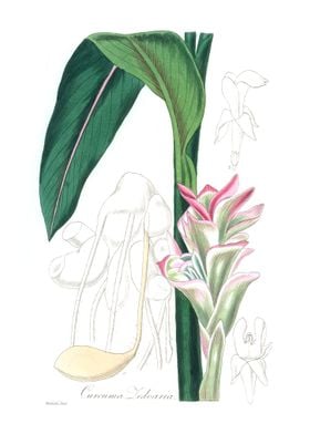 White turmeric Curcuma 