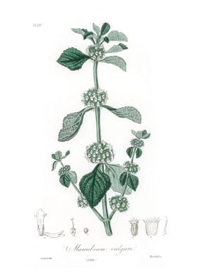 White horehound Marrubium 