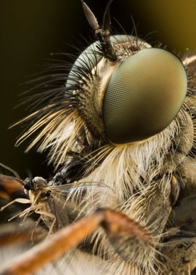 Robber Fly And Prey