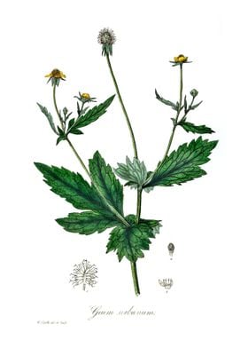 Wood avens Geum urbanum