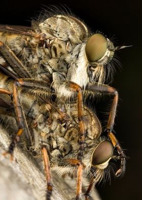 Mating Robber Flies