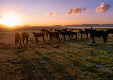 Horses on beautiful Sunset