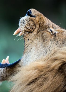 Lion Roar Portrait