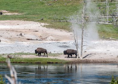 Two Great Bison