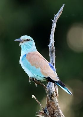 European Roller Portrait