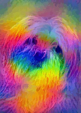 Maltese dog rainbow