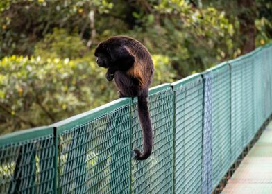 Monkey in Monteverde CR