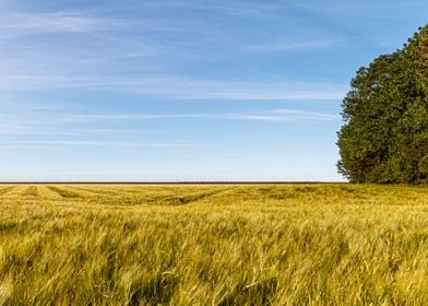 Farmland