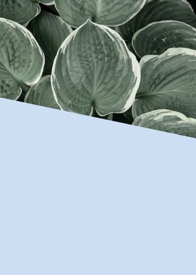 Minimalist botanical II