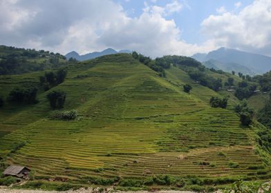 Ricefields in Vietnam