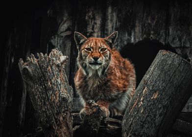 Orange Lynx