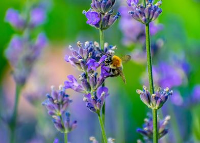 Pollen gets stolen