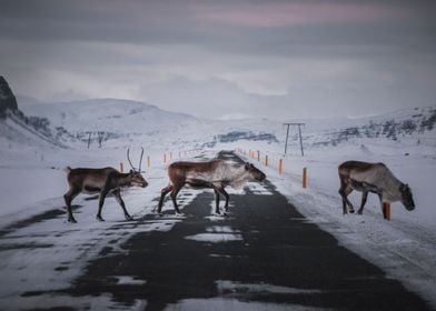 Reindeer