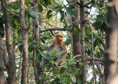 Probiscis Monkey in Borneo