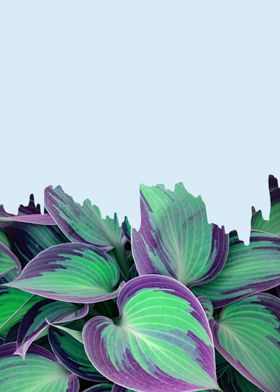 Minimalist botanical IX