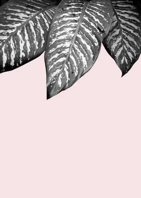 Minimalist botanical III