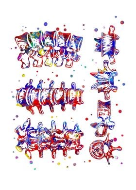 Lumbar spine structure