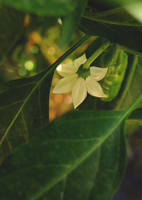 Pepper flower