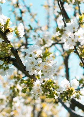 Blossom of a Appletree