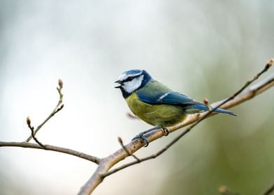 Blue Ttit