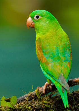 macaw parrot bird nature