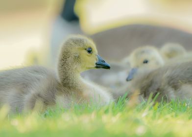 Grey Lag Gosling