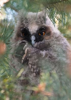 Long Eared Owlet