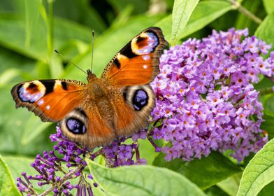 Peacock Butterfly